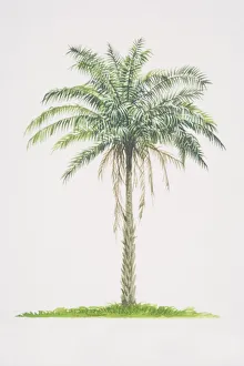 Images Dated 28th June 2006: Elaeis guineensis, African Oil Palm tree