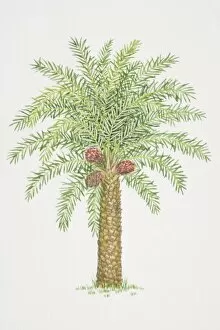 Elaeis guineensis, African Oil Palm tree