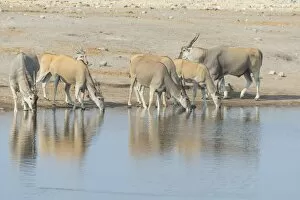 Eland herd drinking, elands -Taurotragus oryx-, Chudop water hole, Etosha National Park, Namibia