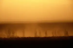 Mid Distance Prints: Eland herd (Tragelaphus oryx) kicking up dust, Tanzania