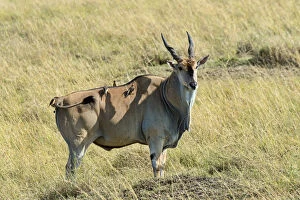 Images Dated 26th July 2014: Eland -Taurotragus oryx-, Masai Mara National Reserve, Kenya