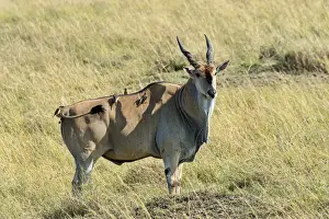 Eland -Taurotragus oryx-, Masai Mara National Reserve, Kenya