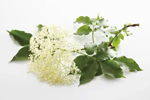 Blurred Gallery: Elder flower (Sambucus)