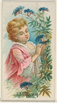 Elderberry Trade Card 1891