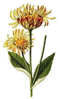 Elecampane, Inula helenium, also called horse-heal or elfdock