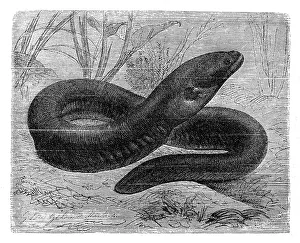 Images Dated 31st August 2016: The electric eel (Electrophorus electricus)
