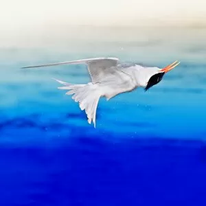Images Dated 9th July 2010: Elegant Tern Twisting
