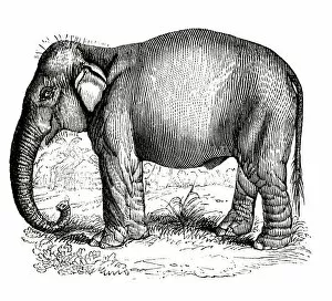 Images Dated 14th June 2012: Elephant