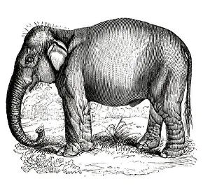 Elephant Gallery: Elephant