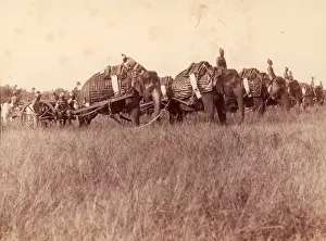 Elephant Battery