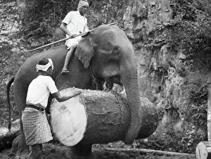 Pole Prints: Elephant Carrying Giant Log Under Trunk