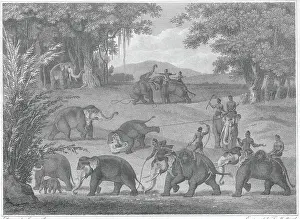 Elephant Catchers in Java