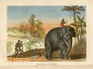 Elephant in Ceylon agriculture plowing engraving chromolitography 1880