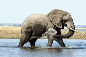 Images Dated 12th May 2008: Elephant in Chobe river, Botswana