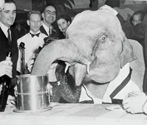Champagne Prints: Elephant Drinking Champagne
