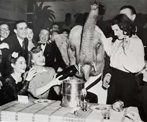 Champagne Prints: Elephant Drinking Champagne with Woman