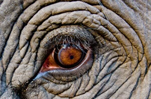 Images Dated 9th April 2010: Elephant eye, Bandhavgarh National Park, India