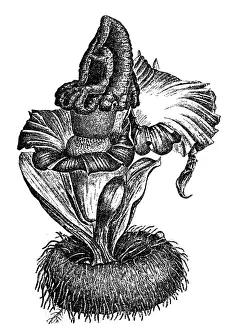 Flowerbed Prints: Elephant foot yam or whitespot giant arum or stink lily (Amorphophallus paeoniifolius)