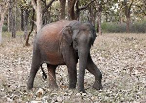 Elephant in the forest, Asian or Asiatic elephant -Elephas maximus-, Mudumalai National Park, Tamil Nadu, Tamilnadu