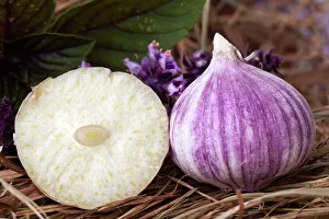 Life Collection: Elephant Garlic (Allium ampeloprasum), garlic variety