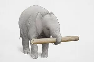 Trunk Collection: Elephant holding log of wood in trunk