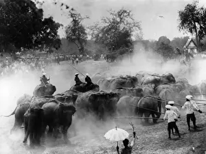 Landscape Animal Working Prints: Elephant Hunt