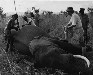 Carcass Prints: Elephant Hunters