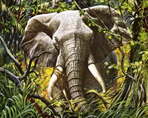Elephant Gallery: Elephant in the Jungle