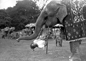 Only Mature Men Prints: Elephant Lift