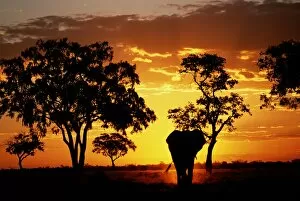 Paul Souders Photography Gallery: Elephant (Loxodonta africana) walking, sunset, Savuti Marsh, Botswana