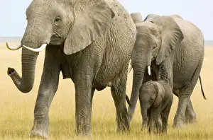 An elephant (Loxodonta) cow and her offspring approach across open grassland, Amboseli National Park, Kenya