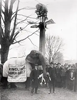Wreath Prints: Elephant Placing Wreath On Memorial