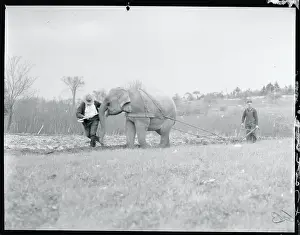 Elephant Plowing Field