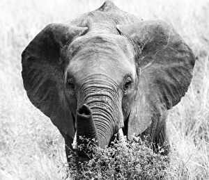 Images Dated 11th July 2016: Elephant Pointing His Trunk at the Camera in Black and White in Tanzania