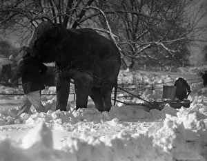 Strange Prints: Elephant pulling sleigh in snow