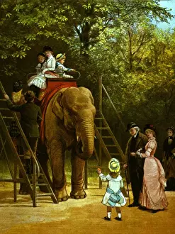 Elephant Ride