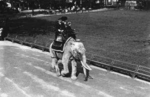 Elephant Ride