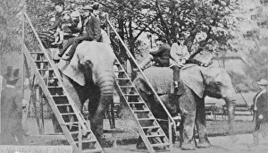 Elephant Gallery: Elephant Rides