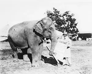 Contract Prints: Elephant Signing Movie Contract