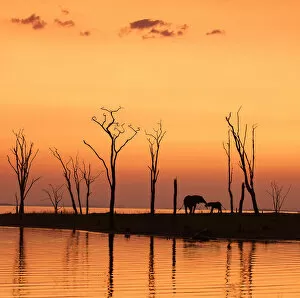 Images Dated 24th October 2018: Elephant Silhouettes Against the Dead Trees of Lake Kariba at Sunset