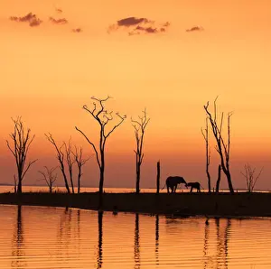 Elephant Silhouettes Against the Dead Trees of Lake Kariba at Sunset