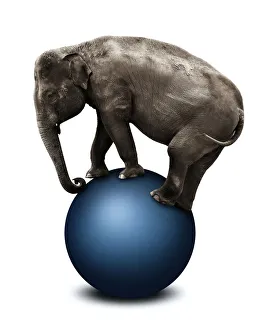 Images Dated 26th January 2013: Elephant stood on top of fitness ball
