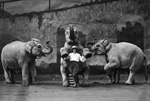 Circus Prints: Elephant Trainer