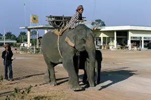 Huty35337 Prints: Elephant Transport
