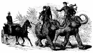 Images Dated 23rd May 2010: Elephant transportation - The Illustrated London News