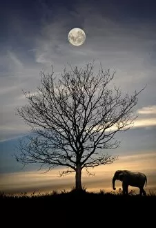 Rui Almeida Photography Gallery: Elephant with tree and full moon, Portugal