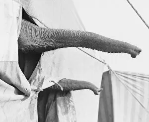 Images Dated 11th November 2016: Elephant Trunks