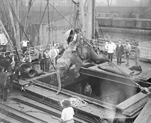 Heavy Prints: Elephant Being Unloaded from Ship