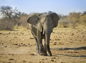 Adult Animal Gallery: Elephant walking on dusty ground, African Elephant -Loxodonta africana-, Etosha National Park