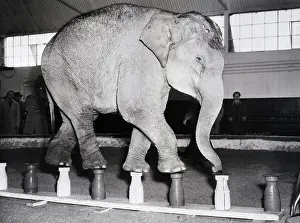 Ascot Prints: Elephant Walking On Milk Bottles